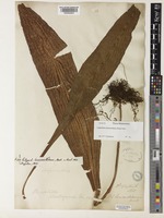 Colysis hemionitidea C.Presl [family POLYPODIACEAE]