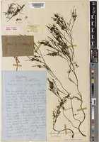 Type of Angolaea fluitans Wedd. [family PODOSTEMACEAE]
