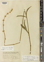 Type of Froelichia lanata Moq. f. albiflora Chodat [family AMARANTHACEAE]