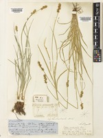 Carex spicata Huds. [family CYPERACEAE]