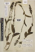 Platanthera latilabris Lindl. [family ORCHIDACEAE]