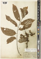 Schoutenia ovata Korth. [family MALVACEAE]