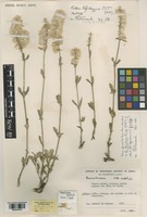 Holotype of Nelsia angolensis Bamps [family AMARANTHACEAE]