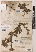 Asteriscus hierochunticus (Michon) Wiklund [family COMPOSITAE]