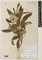 Syntype of Solanum cinnamomeum Sendtn. [family SOLANACEAE]