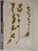 Epilobium rhynchospermum Hausskn. [family ONAGRACEAE]