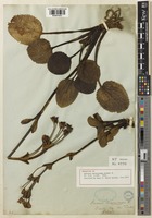 Holotype of Ourisia macrocarpa Hooker f. [family PLANTAGINACEAE]
