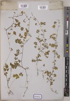 Oxalis corniculata L. [family OXALIDACEAE]