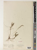 Type of Aspidium capillipes Baker [family DRYOPTERIDACEAE]