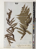 Type of Cyathea spinulosa Wall. [family CYATHEACEAE]