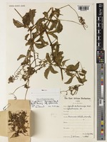 Holotype of Cyphostemma dysocarpum (Gilg & M.Brandt) Desc. subsp. glandulosissimum Verdc. [family VITACEAE]