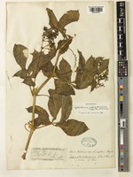 Cyphostemma glandulosissimum (Gilg & M.Brandt) Desc. [family VITACEAE]