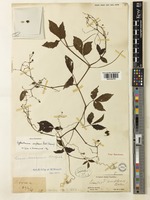 Type of Vitis amplexa Baker [family VITACEAE]