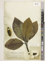 Artocarpus treculianus Elmer [family MORACEAE]