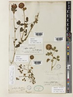 Trifolium willdenovii Spreng. [family LEGUMINOSAE]