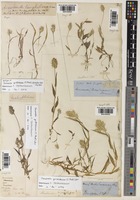 Jansenella griffithiana (C.Muell.) Bor [family POACEAE]