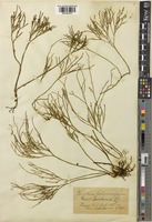 Psilotum nudum (L.) P.Beauv. [family PSILOTACEAE]