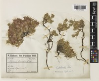 Type of Thymus pulvinatus Celak. [family LAMIACEAE]