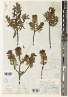 Type of Veronica colensoi Hook.f. [family PLANTAGINACEAE]