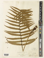 Dryopteris lunanensis (Christ) C.Chr. [family DRYOPTERIDACEAE]