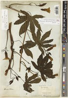 Syntype of Ipomoea kentrocaulos C.B.Clarke [family CONVOLVULACEAE]