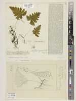 Gymnocarpium oyamense (Baker) Ching [family WOODSIACEAE]