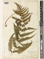 Lunathyrium unifurcatum (Baker) Sa.Kurata in Nameg. [family WOODSIACEAE]