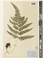 Type of Asplenium wardii Hook. [family ASPLENIACEAE]