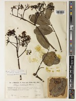 Type of Khaya mildbraedii Harms [family MELIACEAE]