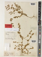 Isotype of Axyris mira Sukhor. [family AMARANTHACEAE]