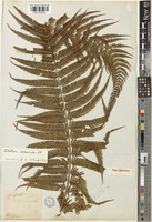 Type of Cibotium assamicum Hook. [family DICKSONIACEAE]