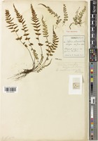 Type of Asplenium castaneoviride Baker [family ASPLENIACEAE]