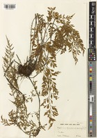 Asplenium pseudolaserpitiifolium Ching [family ASPLENIACEAE]