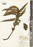 Holotype of Asplenium surrogatum P.S.Green [family ASPLENIACEAE]