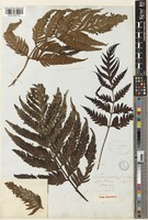 Woodwardia prolifera Hook. & Arn. [family BLECHNACEAE]