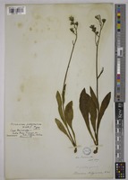 Type of Hieracium patagonicum Hook.f. [family COMPOSITAE]