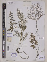 Ceratopteris thalictroides Brongn. [family PARKERIACEAE]