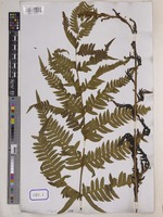 Pteris terminalis Wall. [family PTERIDACEAE]