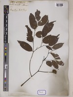 Hopea vasta Wall. [family DIPTEROCARPACEAE]