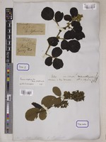 Rubus rotundifolius Wall. [family ROSACEAE]