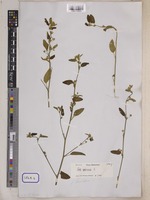 Sida acuta Burm.f. [family MALVACEAE]