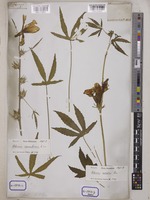 Hibiscus cannabinus L. [family MALVACEAE]