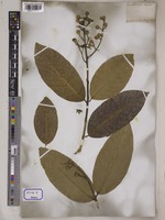 Lagerstroemia reginae unrecorded var. angustior Wall. [family LYTHRACEAE]