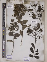 Lagerstroemia indica L. [family LYTHRACEAE]