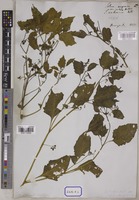 Solanum nigrum L. [family SOLANACEAE]