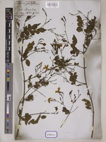 Jasminum grandiflorum L. [family OLEACEAE]