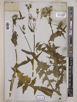 Sonchus oleraceus Wall. [family COMPOSITAE]