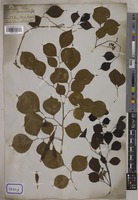 Dalbergia sissoo Graham [family LEGUMINOSAE-PAPILIONOIDEAE]