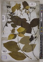 Mussaenda frondosa Wall. [family RUBIACEAE]