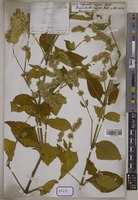 Polyscalis sequax Wall. [family AMARANTHACEAE]